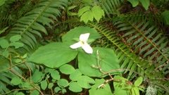 Flowers trillium Ferns white
