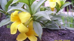 Flowers Trumpet vine