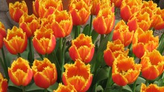 Flowers tulips
