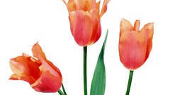 Flowers tulips