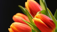 Flowers tulips