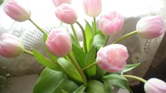 Flowers tulips