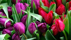 Flowers tulips