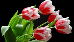 Flowers tulips black background