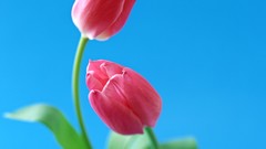 Flowers tulips blue background
