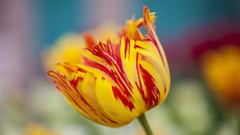 Flowers tulips blurred background