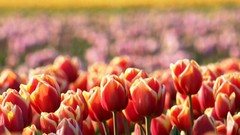 Flowers tulips bokeh