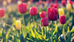 Flowers tulips bokeh red flowers