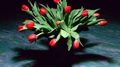 Flowers tulips bouquet