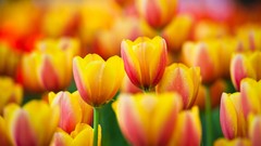 Flowers tulips colors