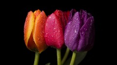 Flowers tulips colors water drops