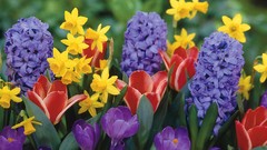 Flowers tulips crocus daffodils hyacinths