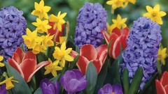 Flowers tulips crocus Narcissus hyacinths