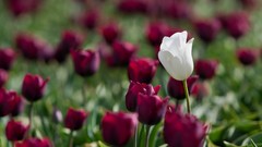 Flowers tulips depth of
