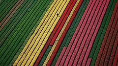 Flowers tulips Earth colors fields aerial view