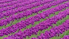 Flowers tulips farm Washington purple flowers