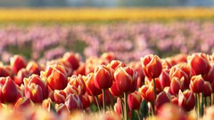 Flowers tulips fields