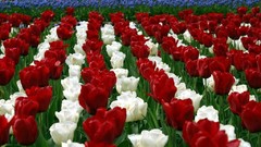 Flowers tulips fields holland