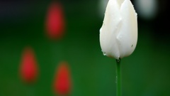 Flowers tulips flower