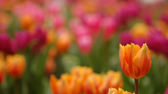 Flowers tulips flower