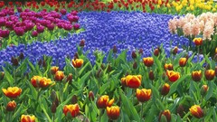 Flowers tulips holland