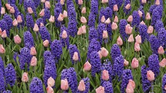 Flowers tulips hyacinths The Netherlands