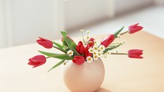 Flowers tulips lifestyle