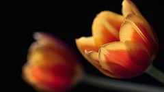 Flowers tulips macro