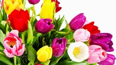 Flowers tulips multicolor