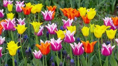 Flowers tulips multicolor holland