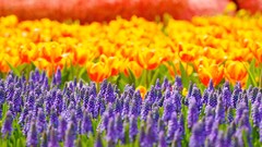 Flowers tulips multicolor hyacinths depth of field