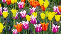 Flowers tulips multicolor The Netherlands