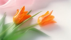 Flowers tulips orange flowers