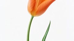 Flowers tulips orange flowers