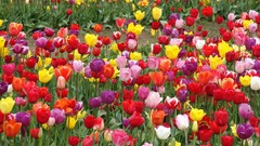 Flowers tulips outdoors