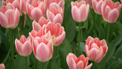 Flowers tulips pink flowers