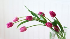 Flowers tulips pink flowers