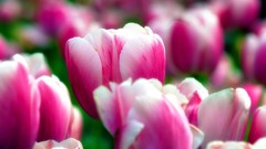 Flowers tulips pink flowers