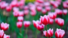 Flowers tulips pink flowers