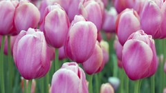 Flowers tulips pink flowers