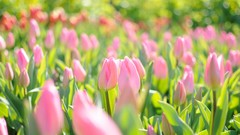 Flowers tulips pink flowers bokeh