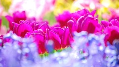 Flowers tulips pink flowers bokeh depth of field