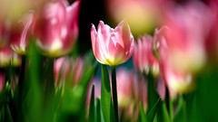 Flowers tulips pink flowers depth of field