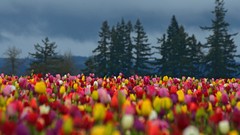 Flowers tulips plains