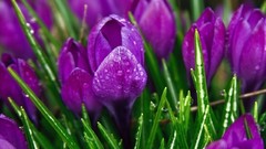 Flowers tulips purple flowers