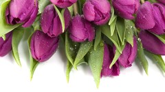 Flowers tulips purple flowers