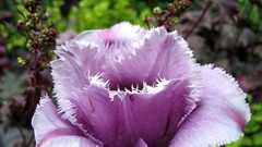Flowers tulips purple flowers