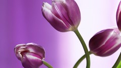 Flowers tulips purple flowers