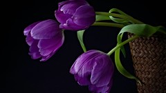 Flowers tulips purple flowers