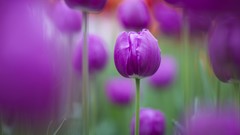 Flowers tulips purple flowers